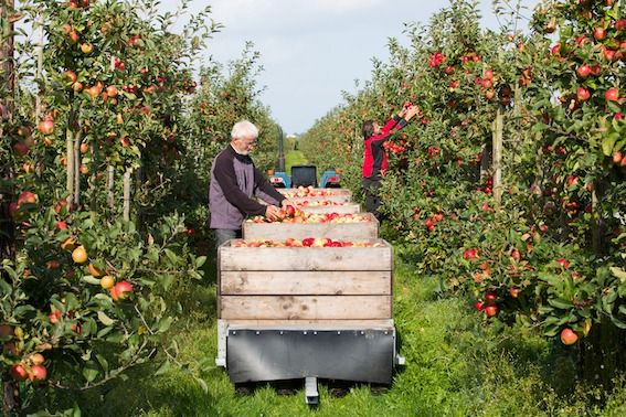 familie verhage in boomgaard met appels